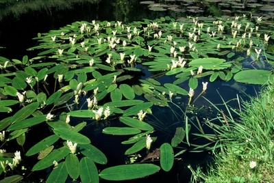 Hoe kan ik het beste mijn waterlelie planten?