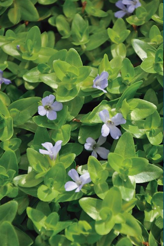 Grote Bacopa / Bacopa caroliniana