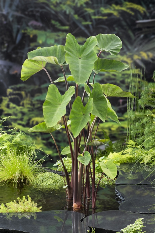 Moerings Groene Taro / Colocasia esculenta