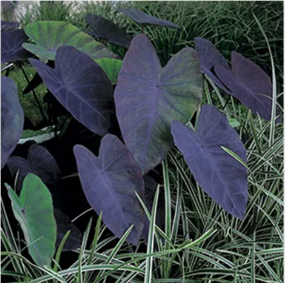 Moerings Zwarte Taro / Colocasia rubra 'Black Magic'