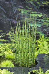 Japanse holpijp / Equisetum japonicum