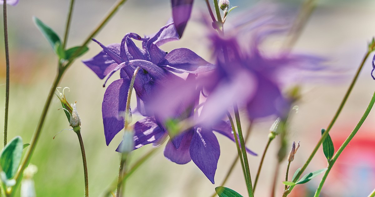 Dit zijn de beste planten voor in een minivijver