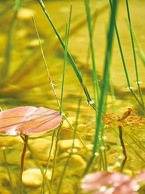 Natuurlijke vijver aanleggen: Hoe pak je dat aan?