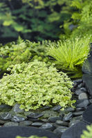 Bonte waternavel / Hydrocotyle sib.’Variegata’