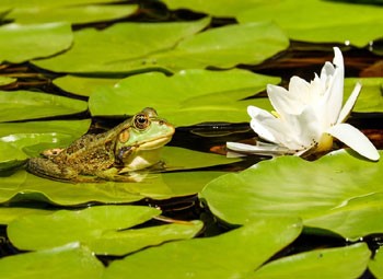 Vijverleven: deze (onzichtbare) dieren krioelen in het water