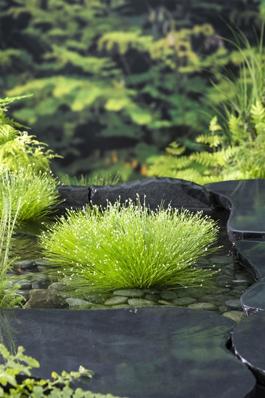 Wat zijn de beste/sterkste zuurstofplanten voor in de vijver?