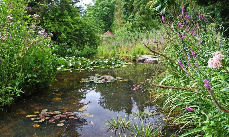 Natuurlijke vijver