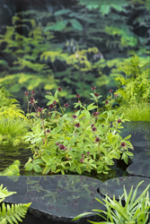 Wateraardbei / Potentilla palustris