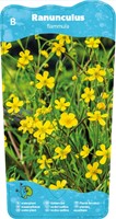 Egelsboterbloem / Ranunculus flammula-2