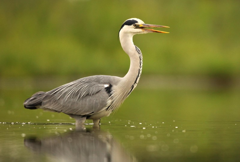 Reiger in je vijver? 5 tips om reigers te verjagen! 