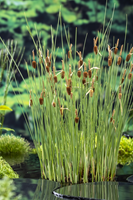 Dwerglisdodde / Typha minima