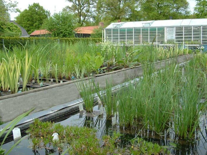 Vijverplanten planten