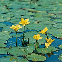 Watergentiaan / Nymphoides peltata