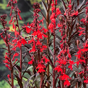 Moerings Waterlobelia klaar in vijvermand / Lobelia cardinalis